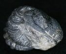 Bargain Enrolled Barrandeops (Phacops) Trilobite #11298-1